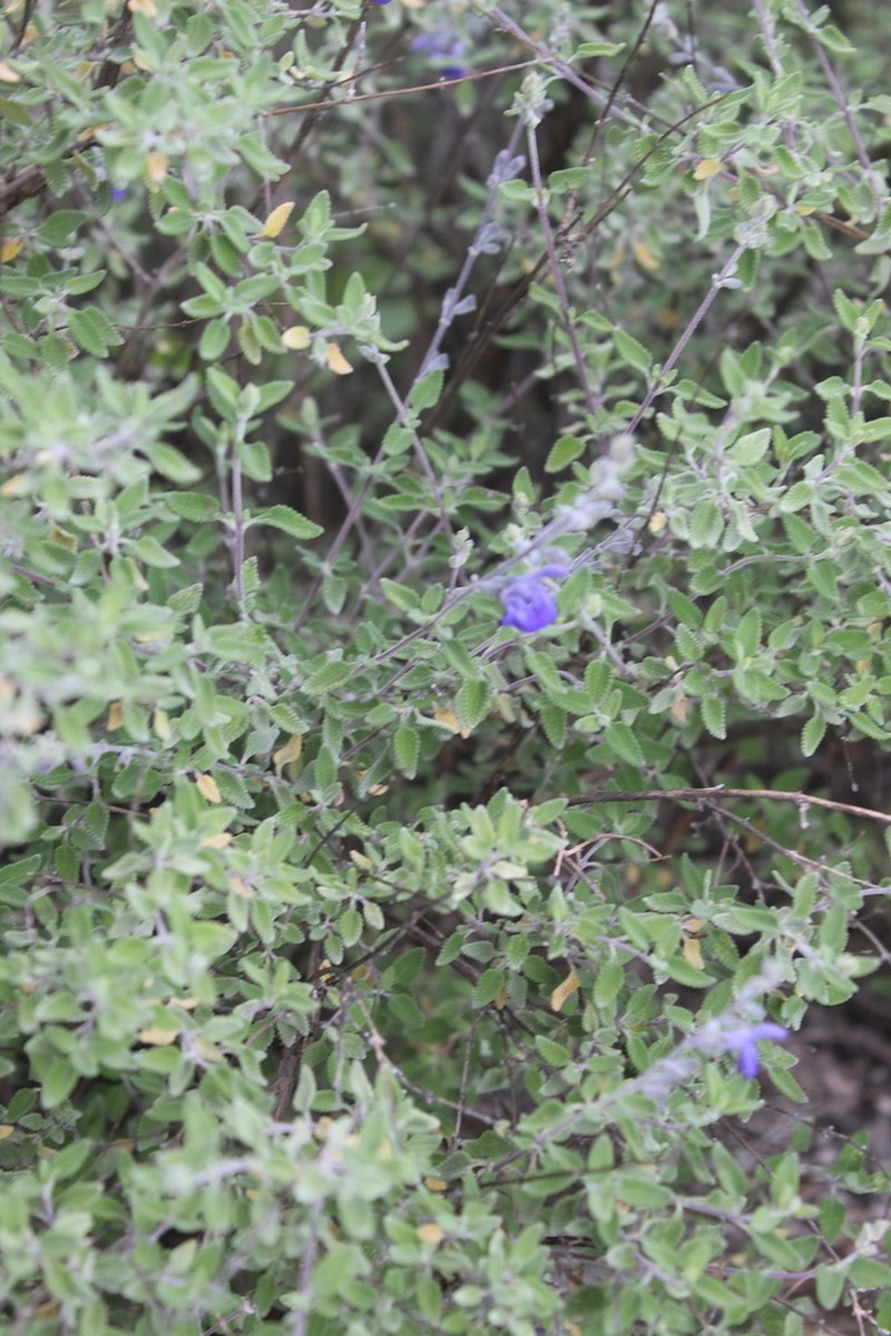 Salvia spellenbergii photo 6