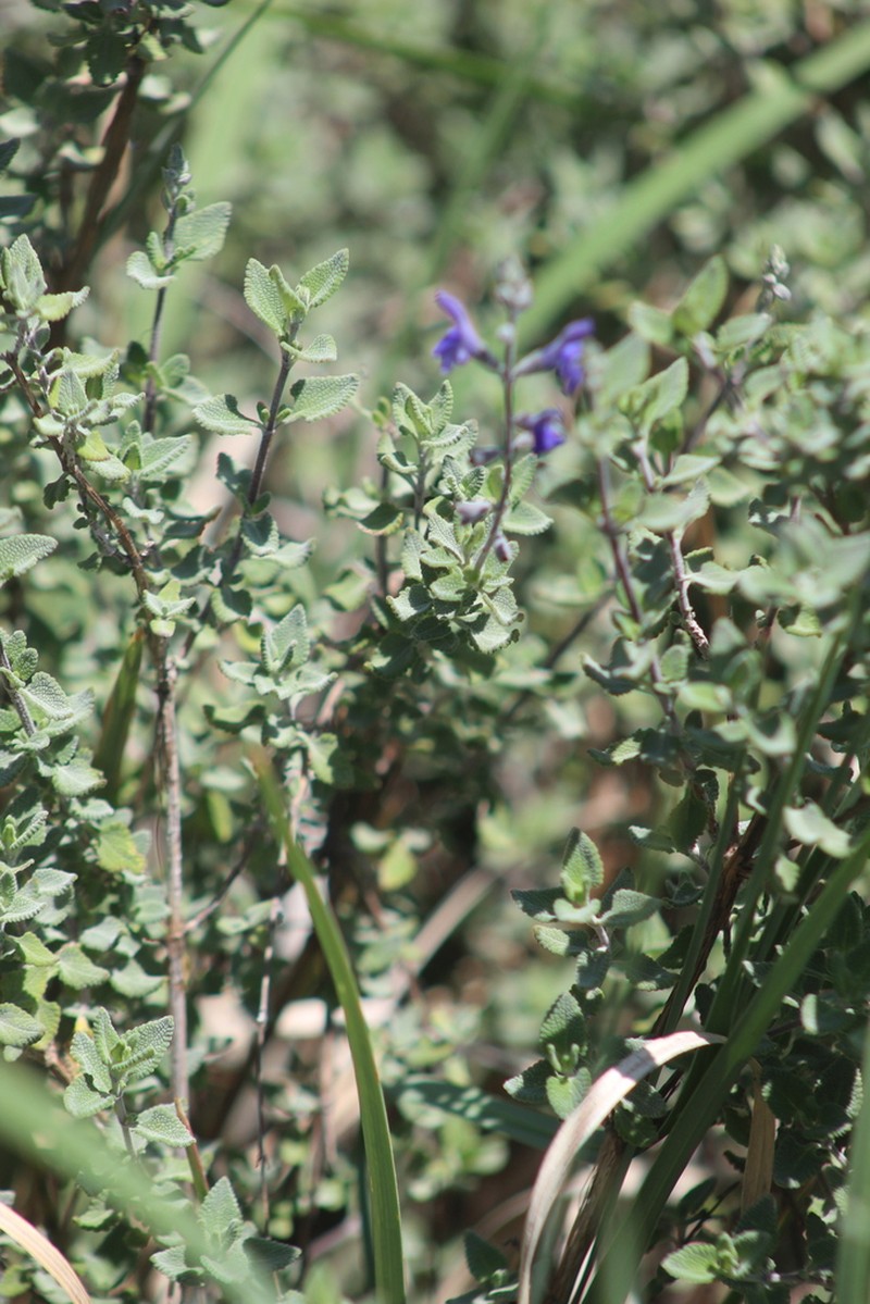 Salvia spellenbergii photo 7