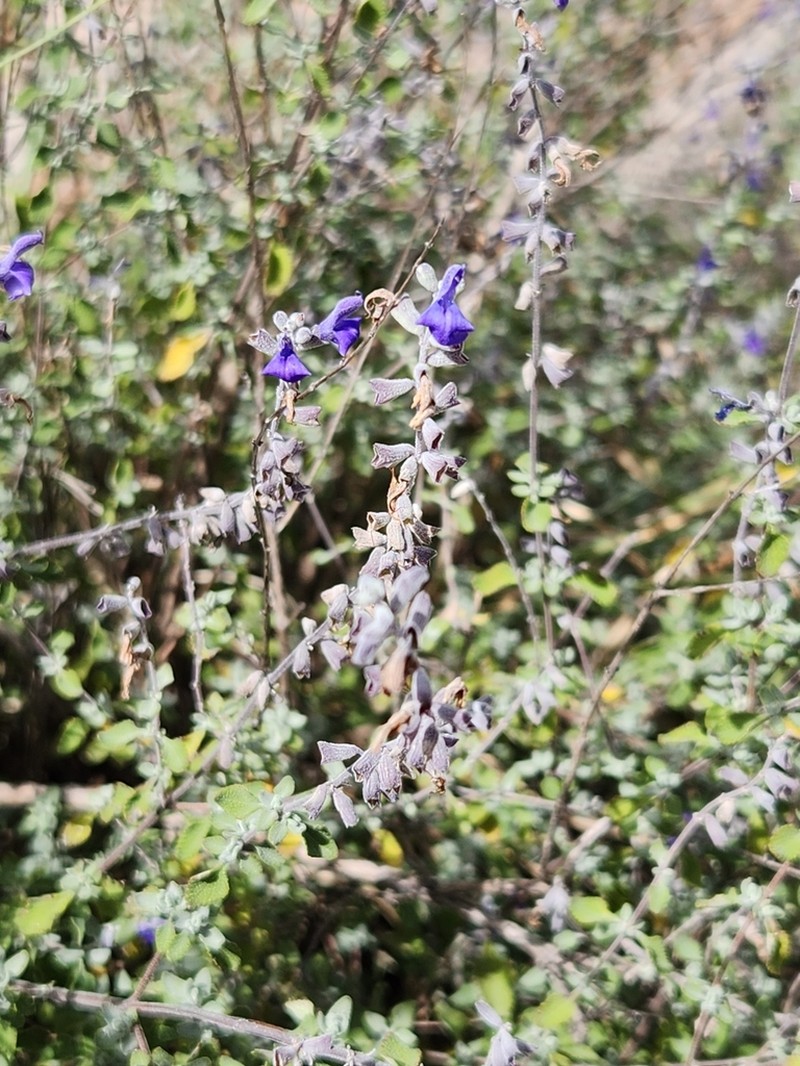 Salvia spellenbergii photo 8