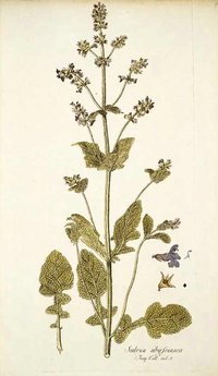 Salvia spinosa