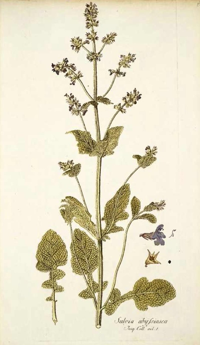 Salvia spinosa