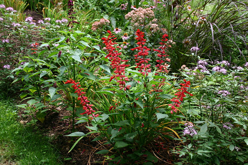 Scarlet Sage photo 5