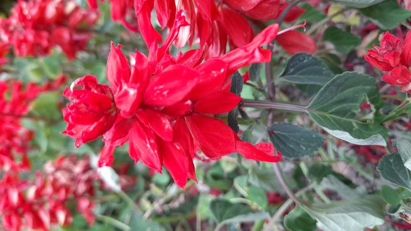 Scarlet Sage photo 3