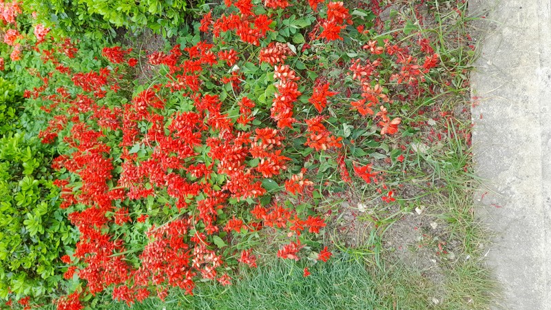 Scarlet Sage photo 4