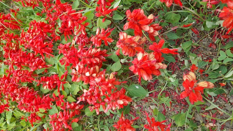 Scarlet Sage photo 6