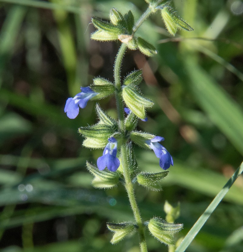 Sawtooth Sage
