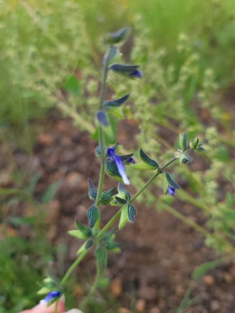 Sawtooth Sage photo 2