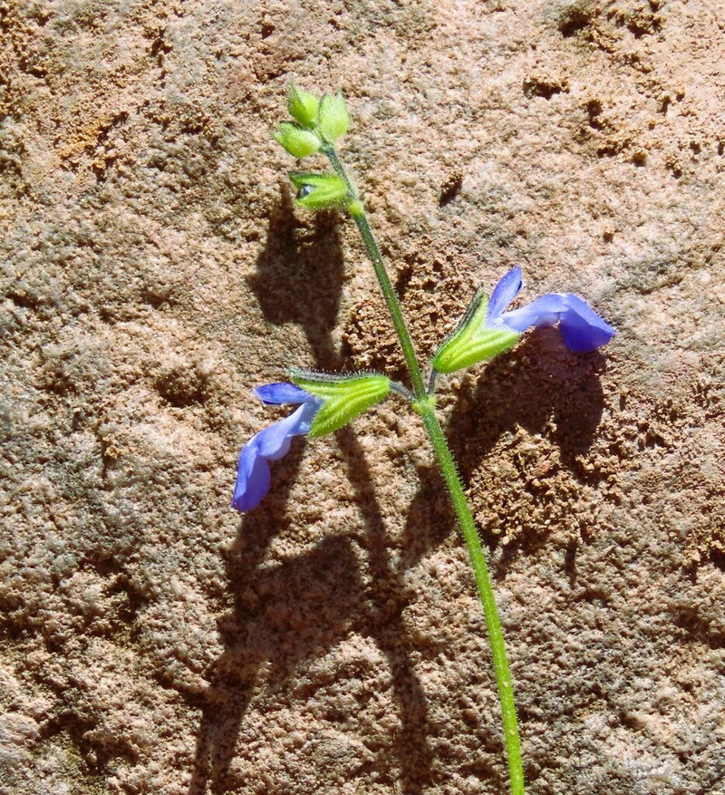 Sawtooth Sage photo 4