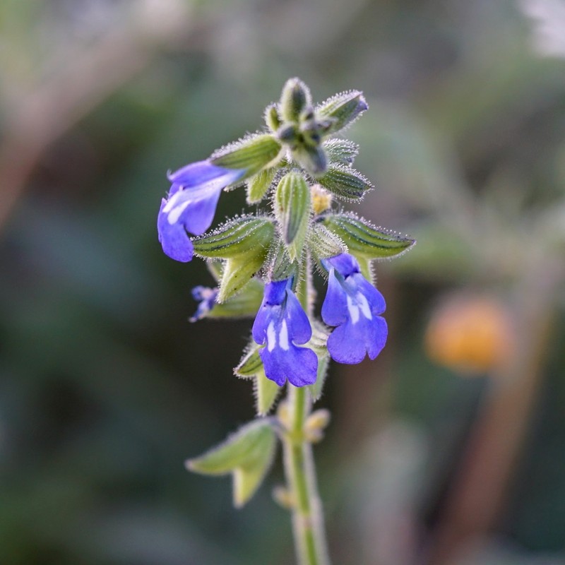 Sawtooth Sage photo 5