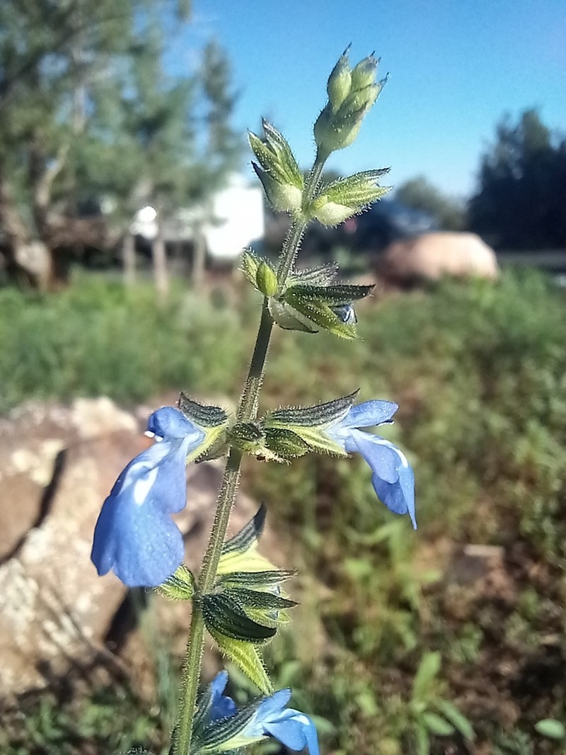Sawtooth Sage photo 6