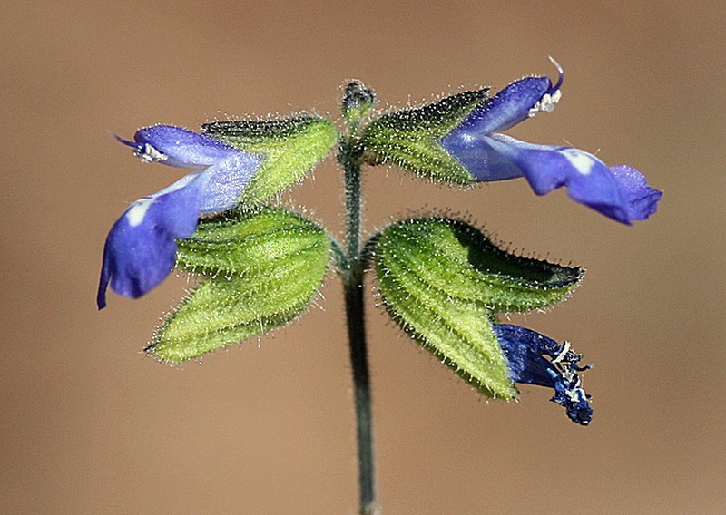 Sawtooth Sage photo 7