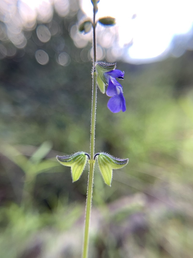 Sawtooth Sage photo 8