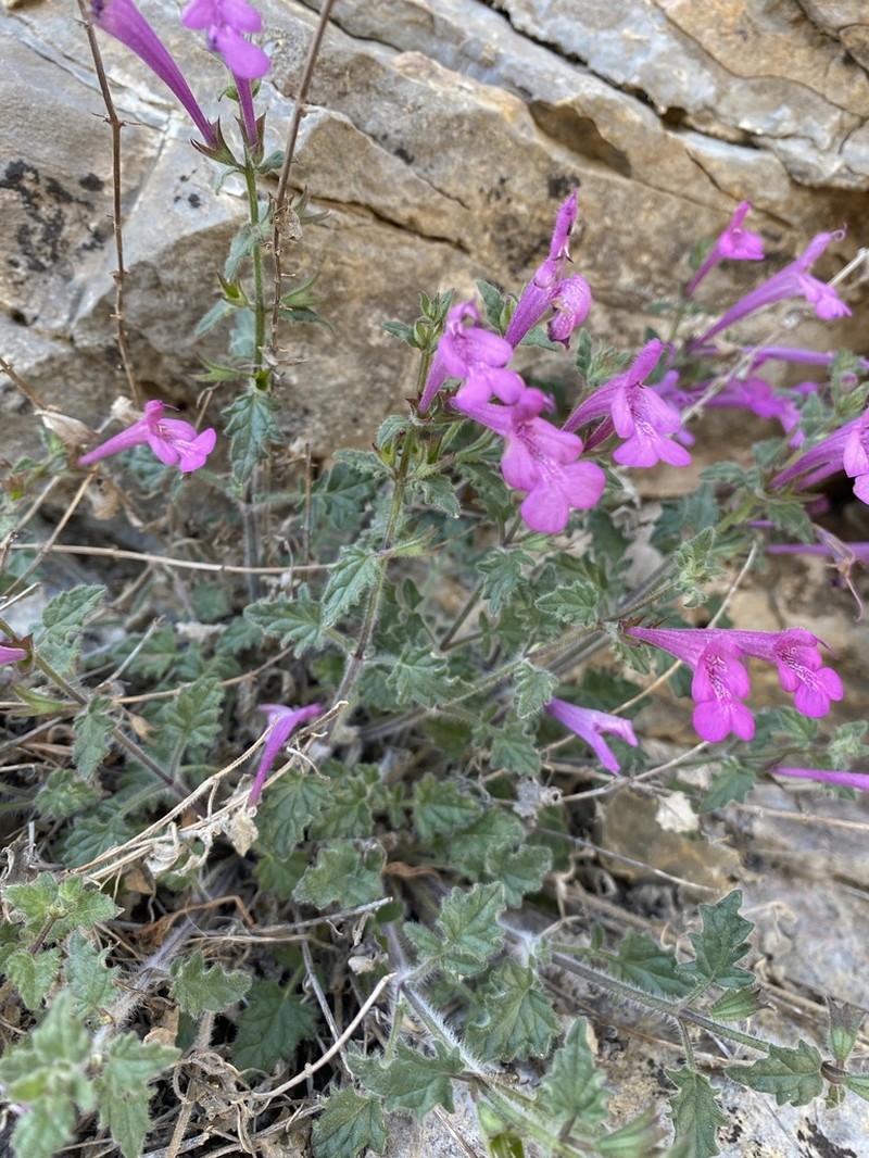 Great Sage photo 2