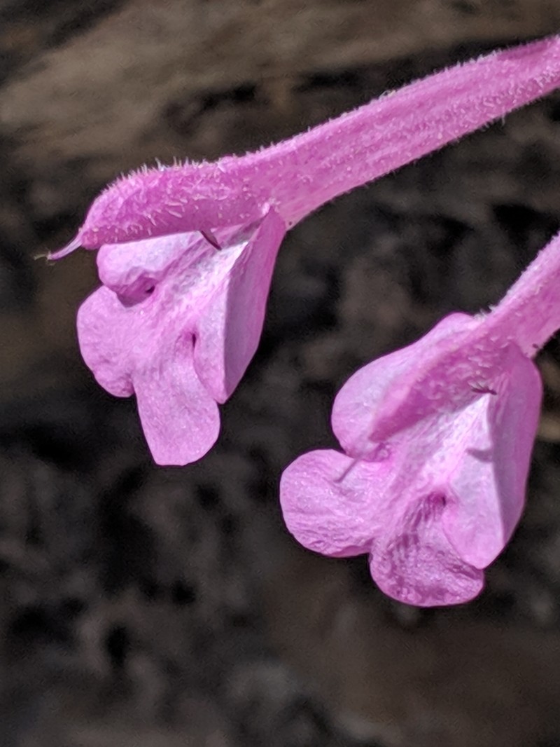 Great Sage photo 3