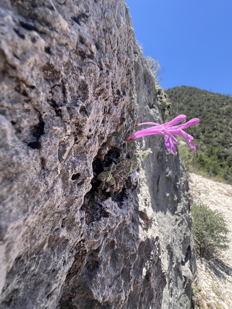 Great Sage photo 4