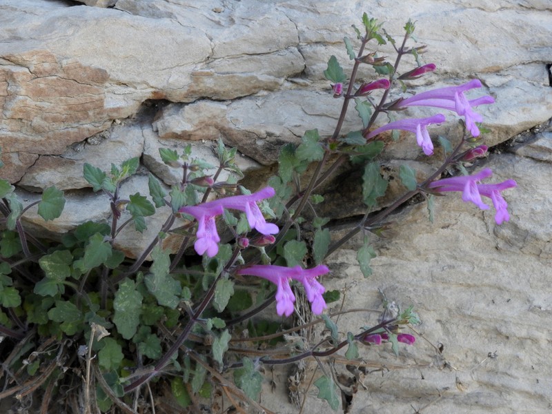 Great Sage photo 5