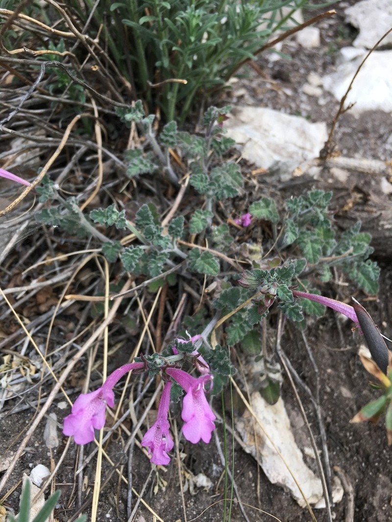 Great Sage photo 6