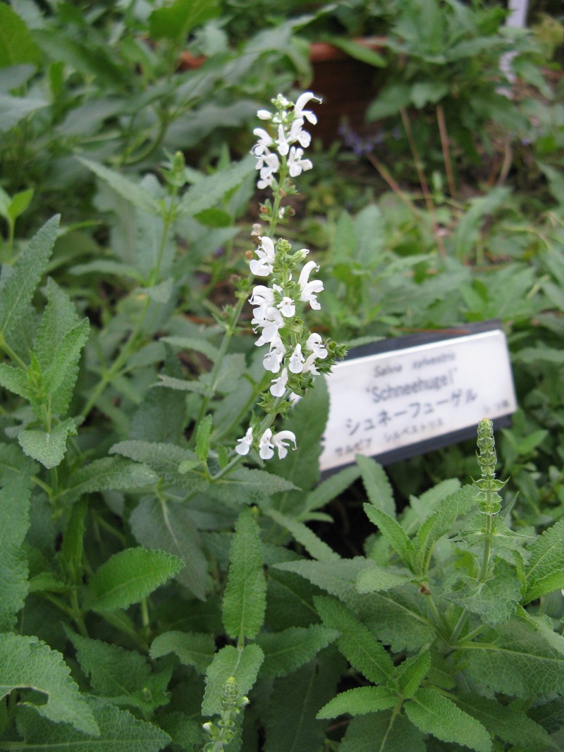 Woodland Sage photo 2