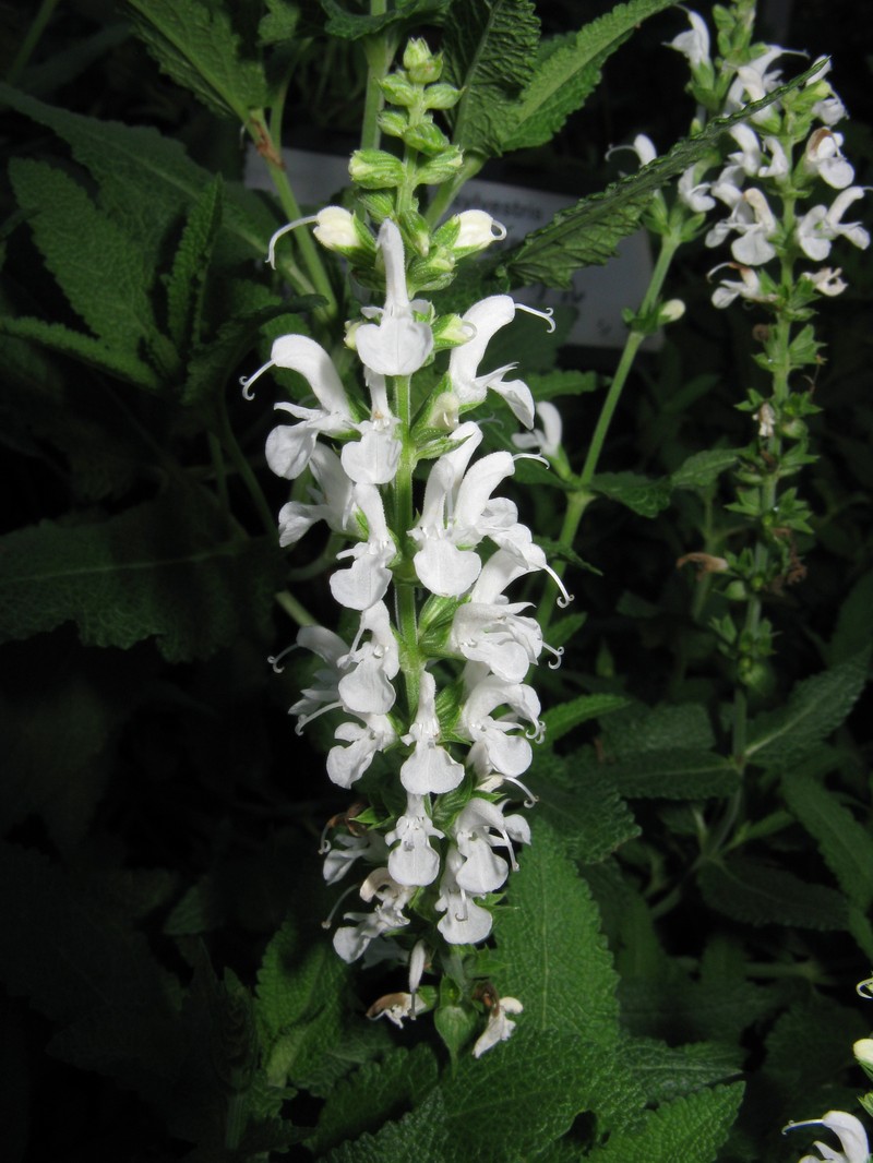 Woodland Sage photo 3