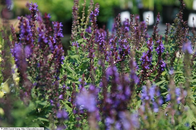 Woodland Sage photo 4