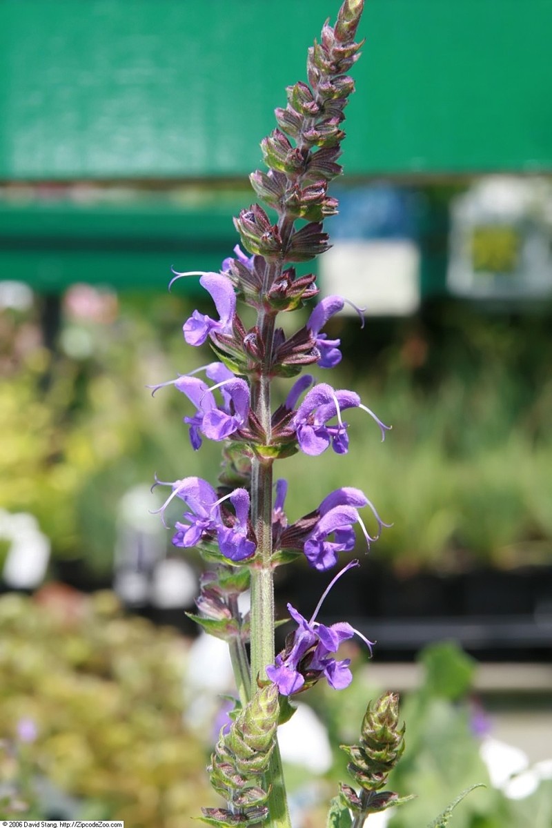 Woodland Sage photo 5