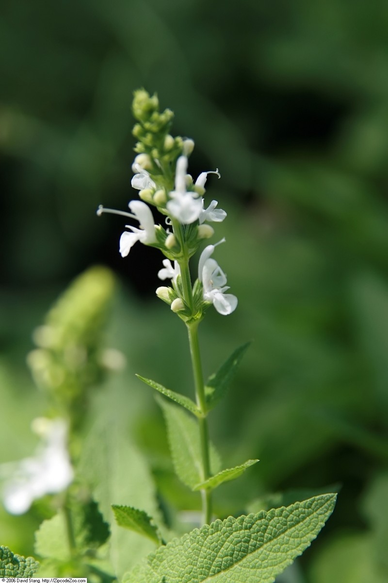 Woodland Sage photo 6