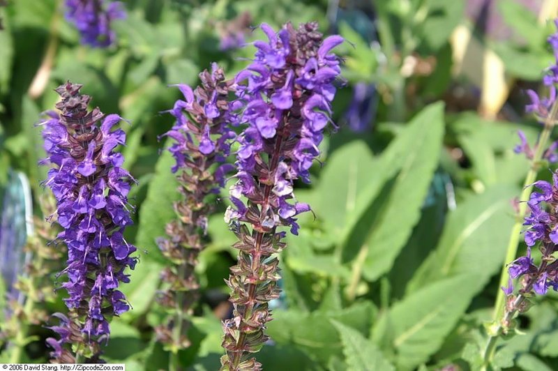 Woodland Sage photo 7
