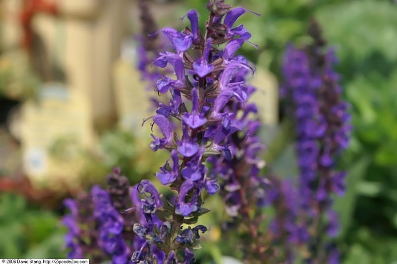 Woodland Sage photo 8