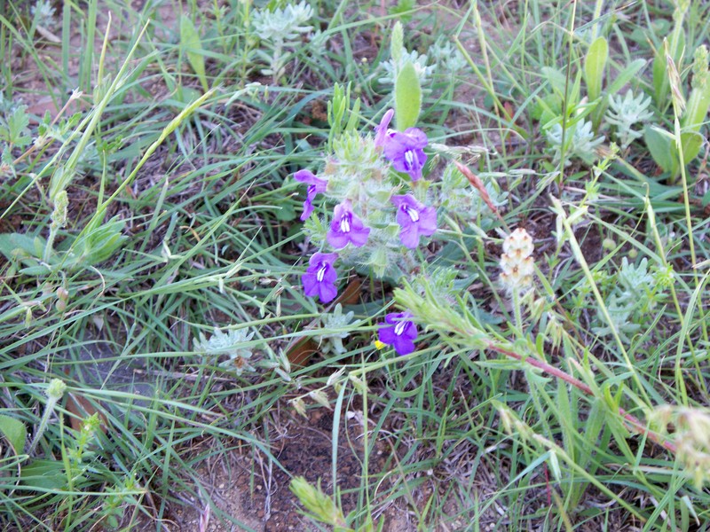Texas Sage photo 2