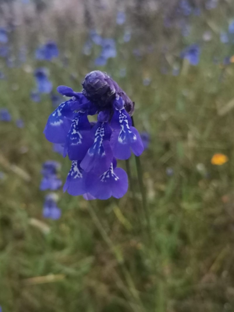 Salvia tetramerioides