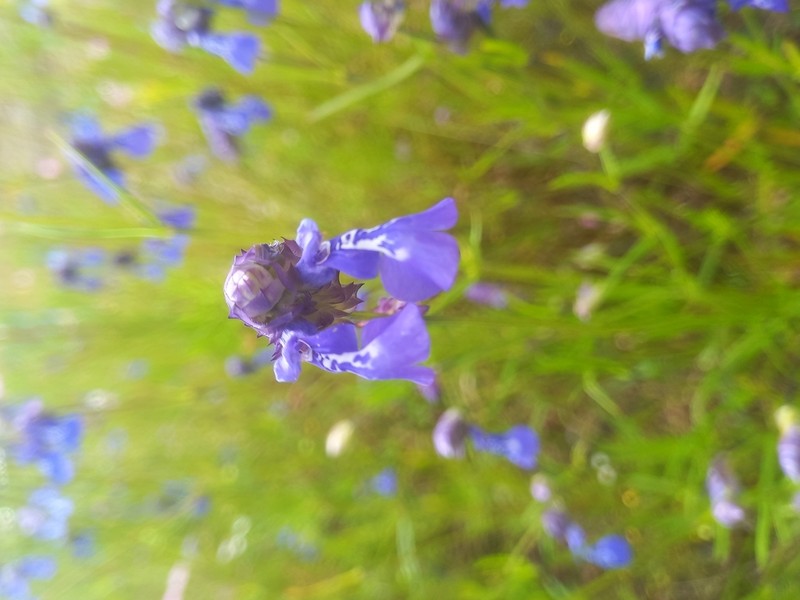 Salvia tetramerioides photo 2