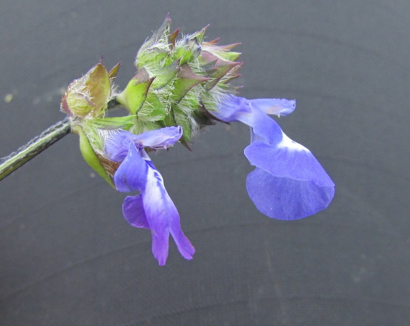 Salvia tetramerioides photo 4