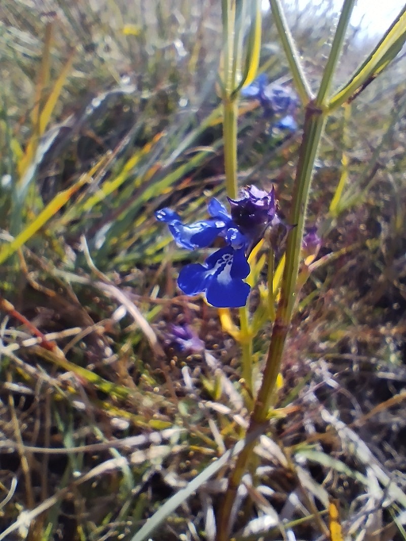 Salvia tetramerioides photo 5