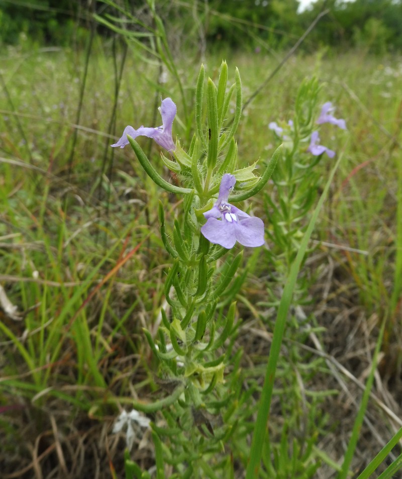 Texas Sage