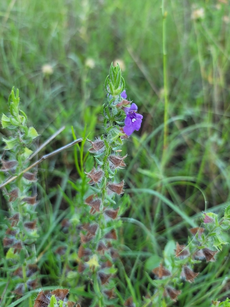 Texas Sage photo 3