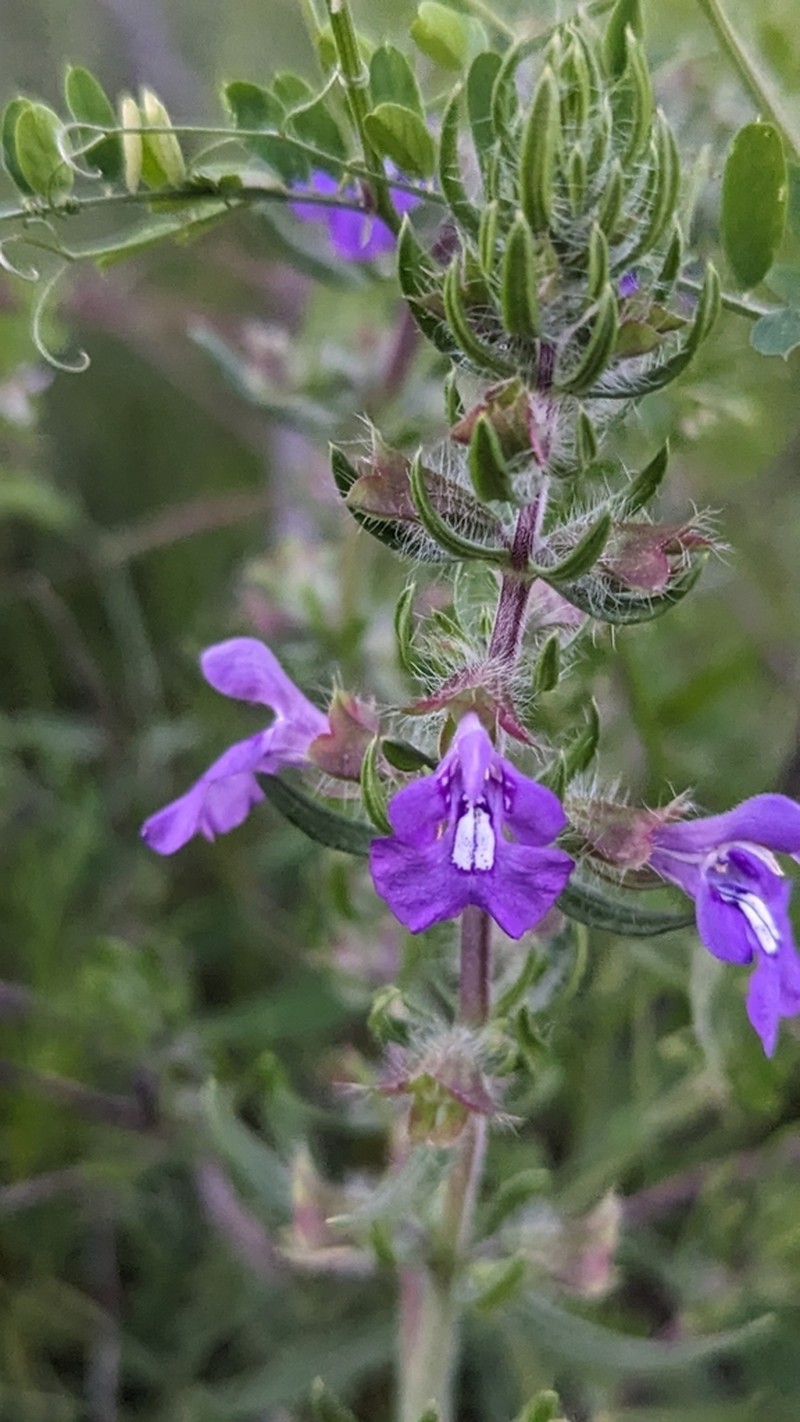 Texas Sage photo 4