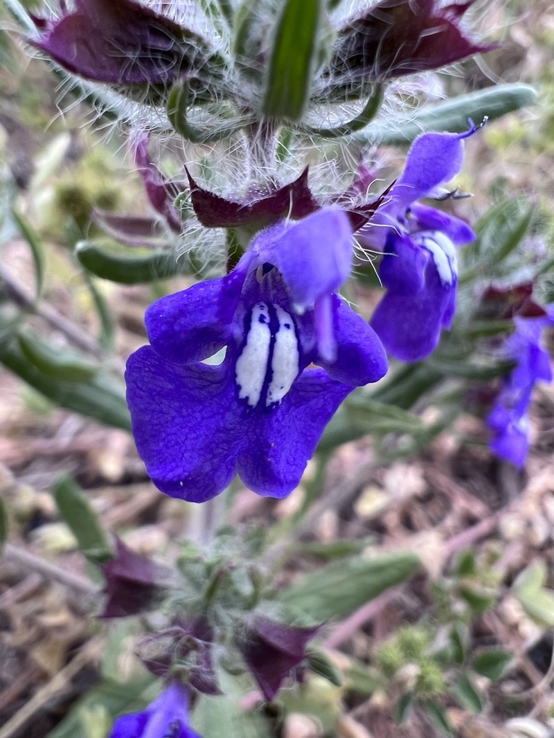 Texas Sage photo 5