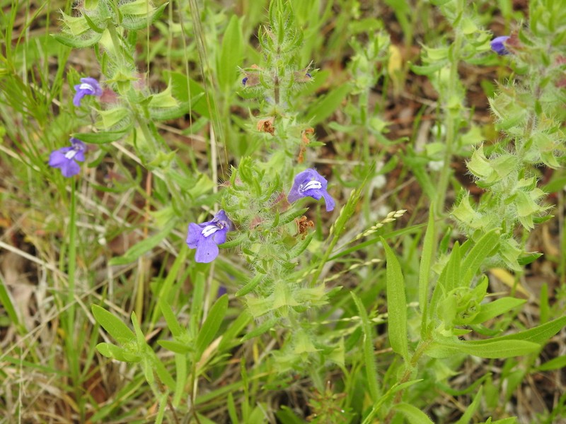 Texas Sage photo 6