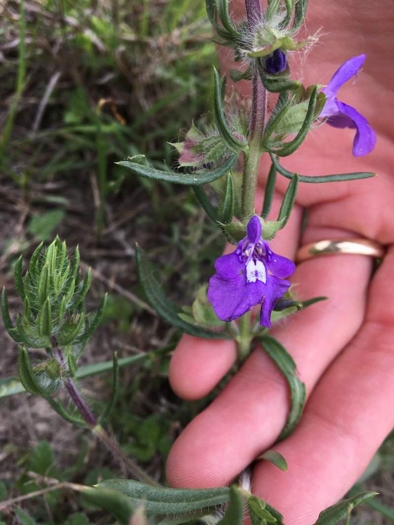 Texas Sage photo 7