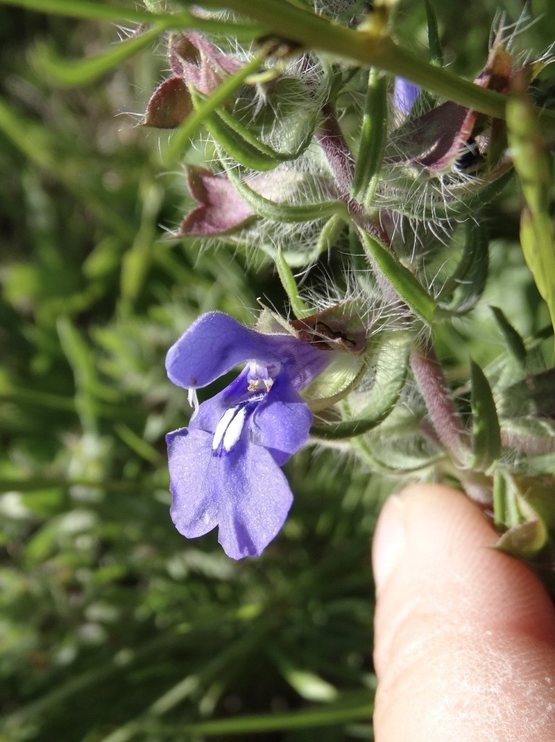 Texas Sage photo 8