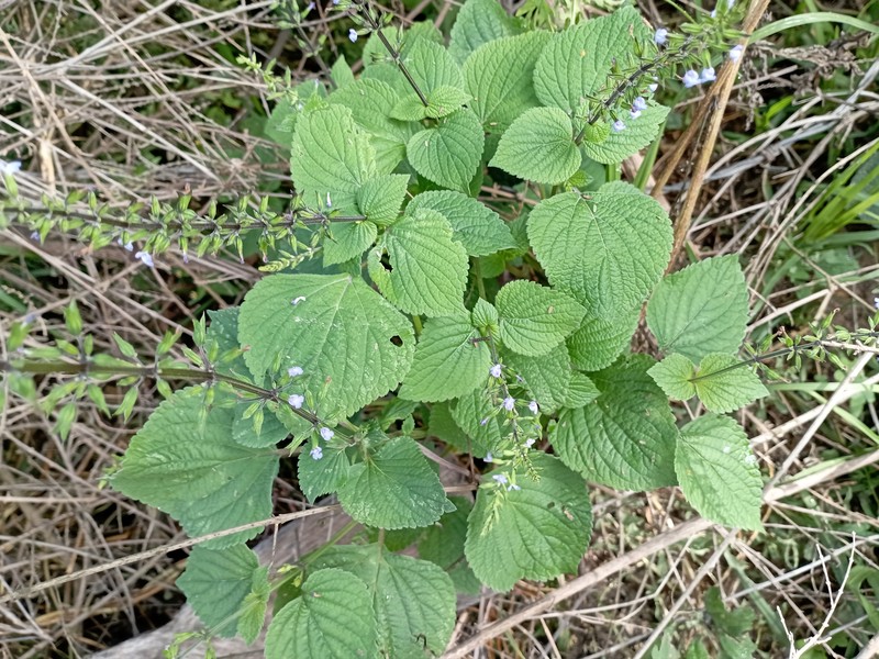 Lindenleaf Sage photo 5