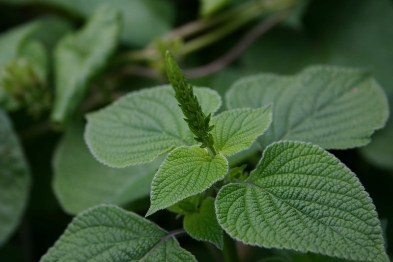 Lindenleaf Sage photo 6