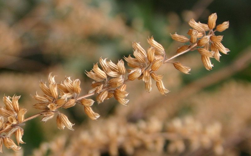 Lindenleaf Sage photo 7