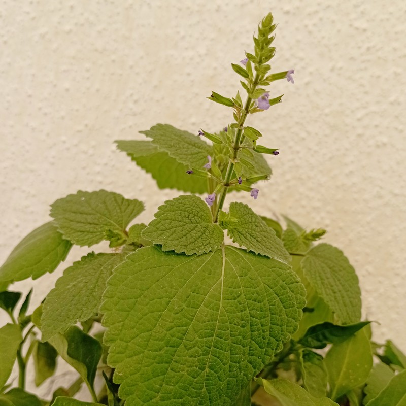 Lindenleaf Sage photo 2