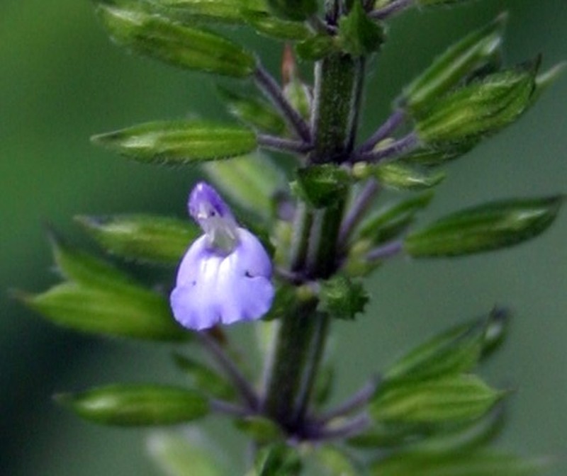 Lindenleaf Sage photo 3