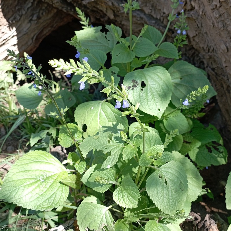 Lindenleaf Sage photo 4