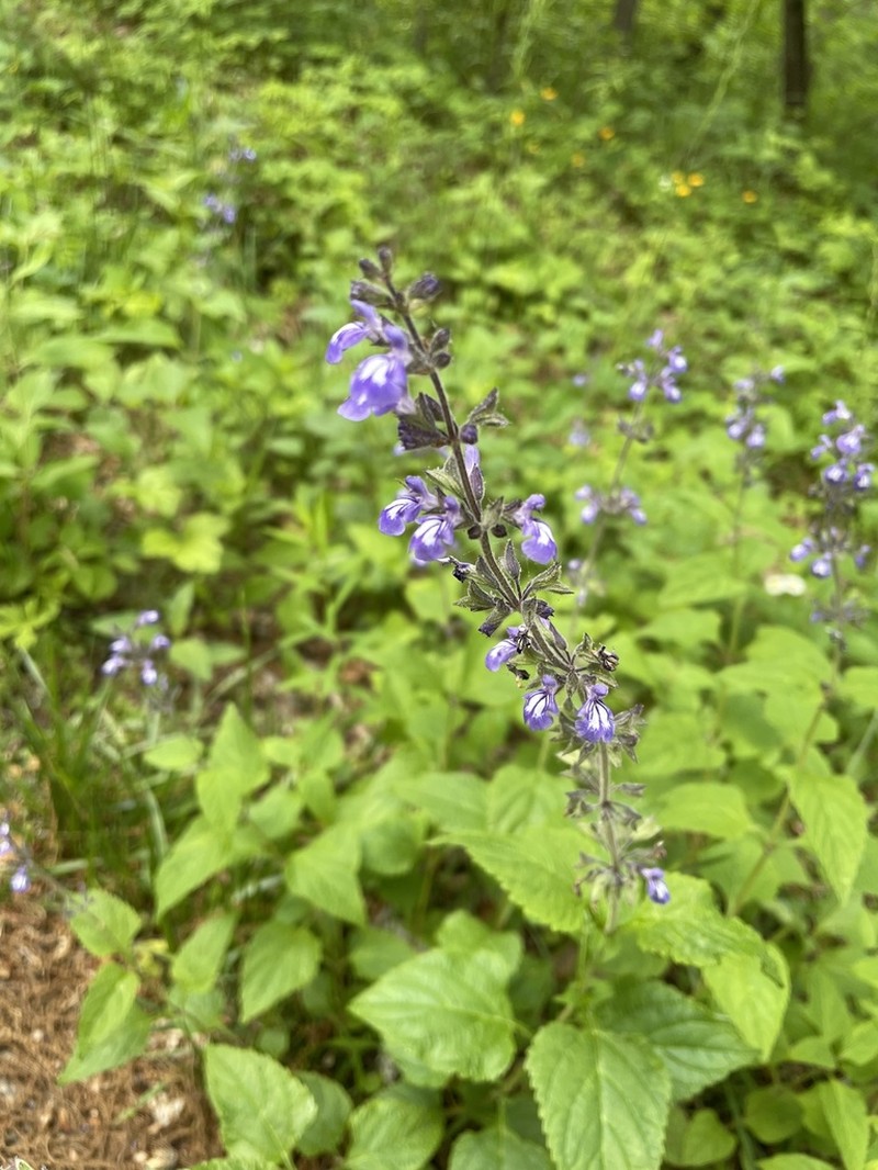 Nettleleaf Sage photo 2