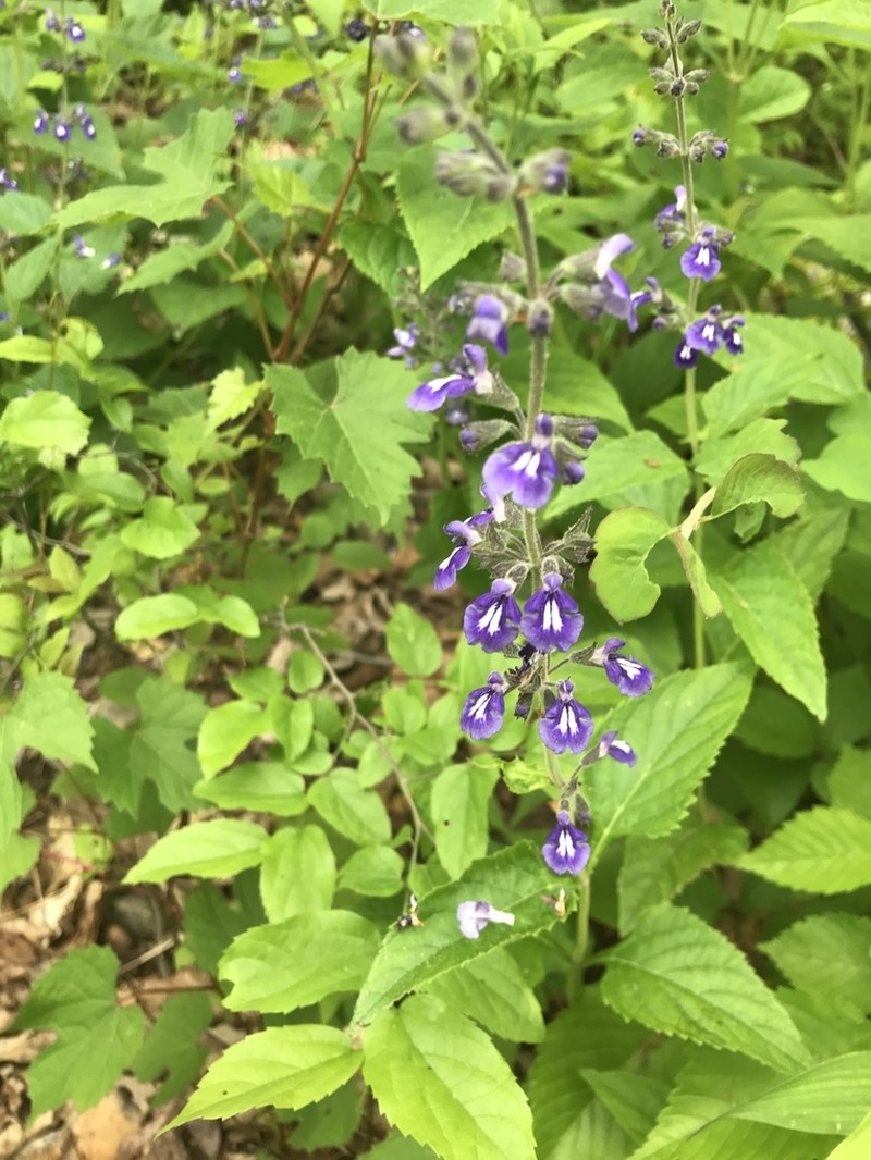 Nettleleaf Sage photo 3