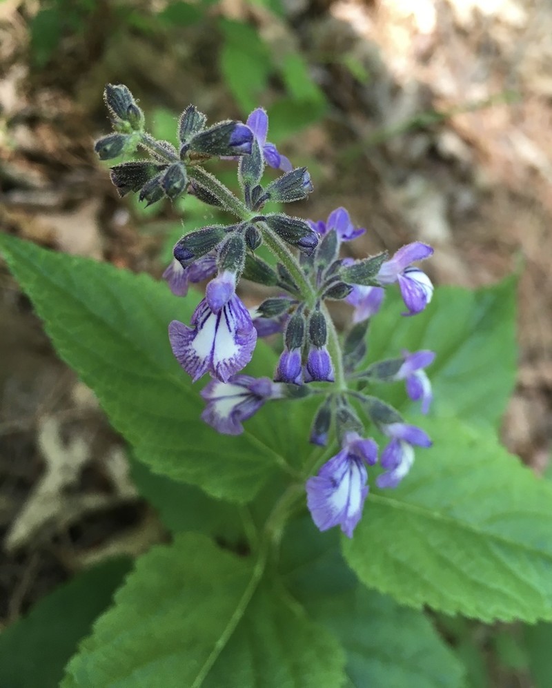 Nettleleaf Sage photo 4