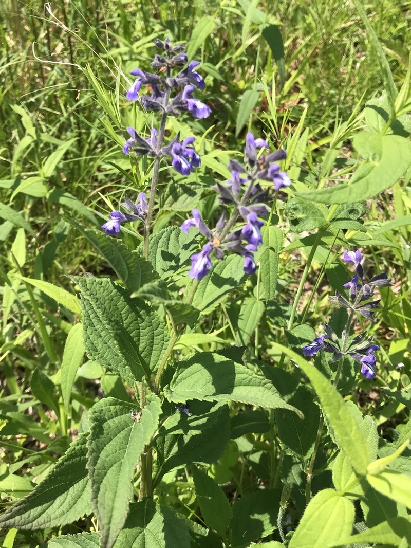 Nettleleaf Sage photo 5